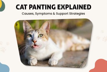Panting in Cats Signs, Risks, and How to Help