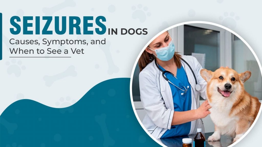 Seizures in Dogs Causes, Symptoms & When to See a Vet