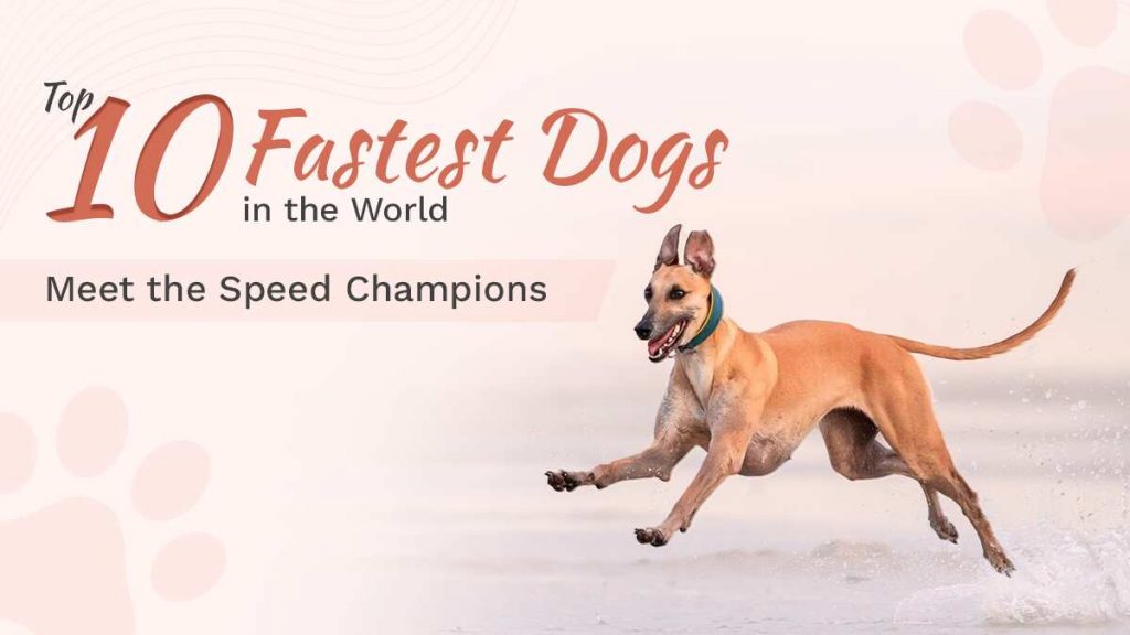 Top 10 Fastest Dogs in the World