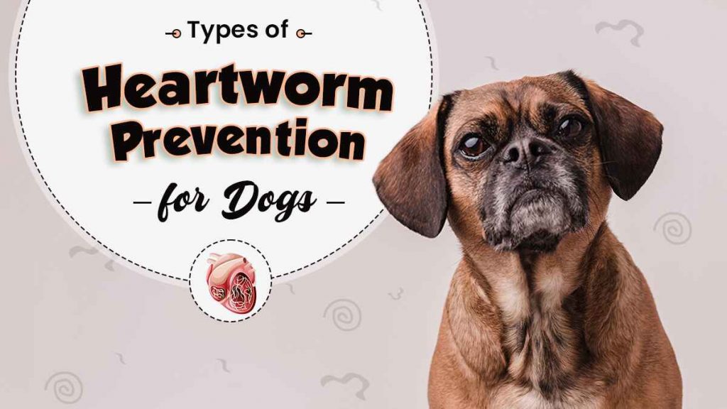 Heartworm Prevention for Dogs Best Options