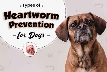 Heartworm Prevention for Dogs Best Options
