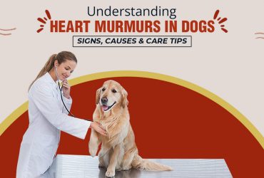 Understanding Heart Murmurs in Dogs Signs, Causes & Care Tips