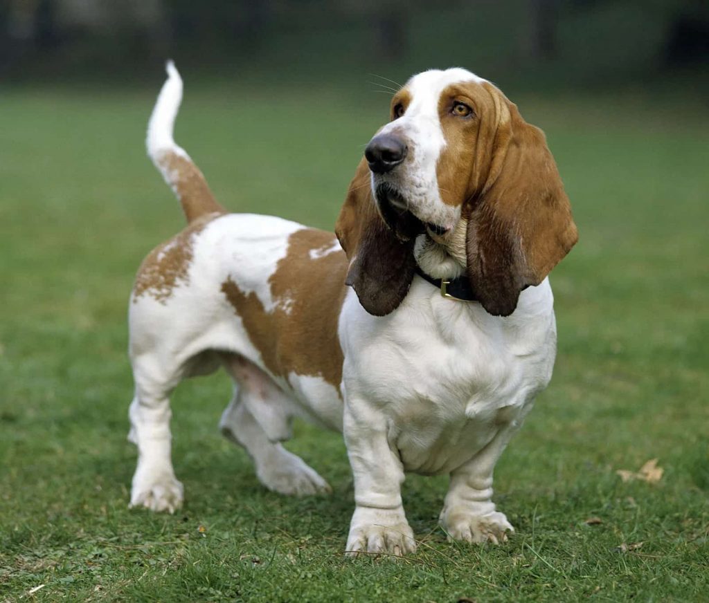Basset Hound Dog Breed Prone to Bloat (GDV)