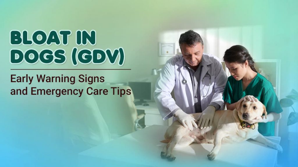 Bloat in Dogs (GDV) Warning Signs & Emergency Care Tips