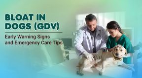 Bloat in Dogs (GDV) Warning Signs & Emergency Care Tips