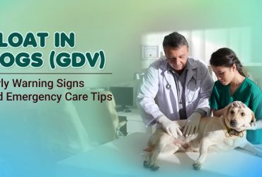 Bloat in Dogs (GDV) Warning Signs & Emergency Care Tips