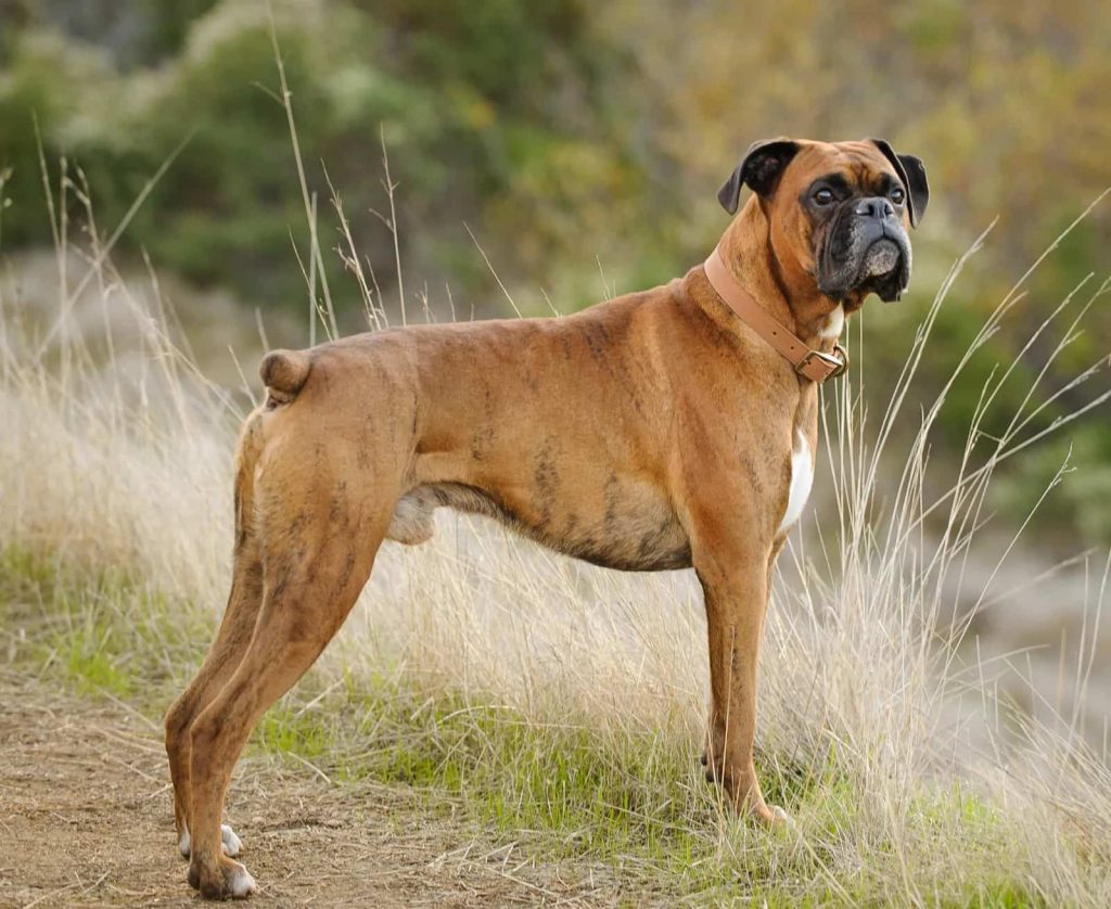 Boxer Dog Breed Prone to Bloat (GDV)