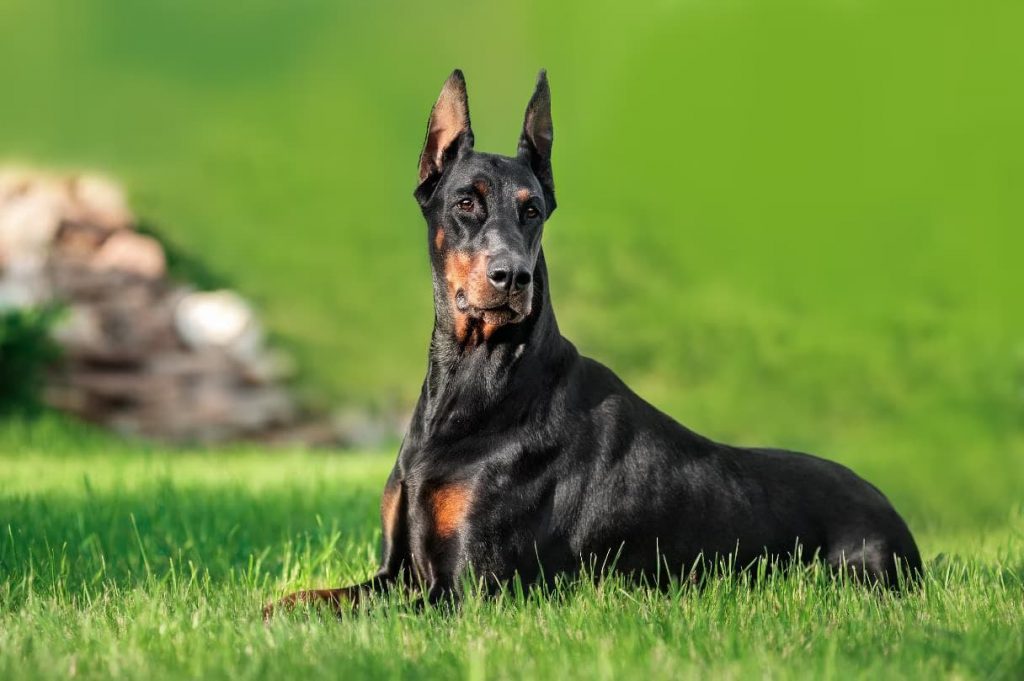 Doberman Pinscher Dog Breed Prone to Bloat (GDV)