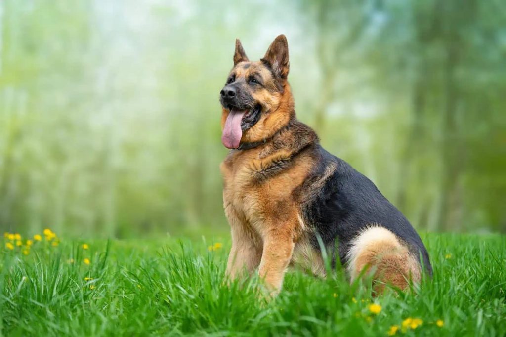 German Shepherd Dog Breed Prone to Bloat (GDV)