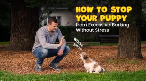 How to Stop Excessive Puppy Barking: Easy & Stress-Free Tips
