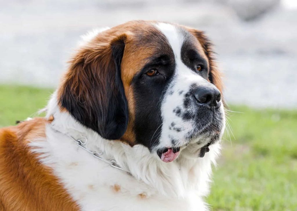 Saint Bernard Dog Breed Prone to Bloat (GDV)
