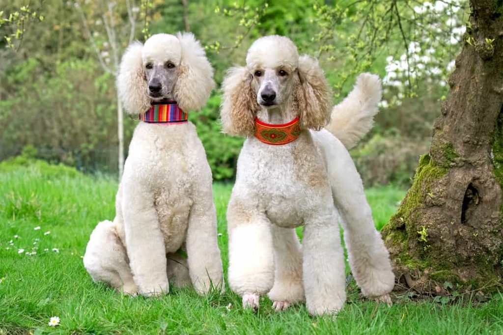 Standard Poodle Dog Breed Prone to Bloat (GDV)