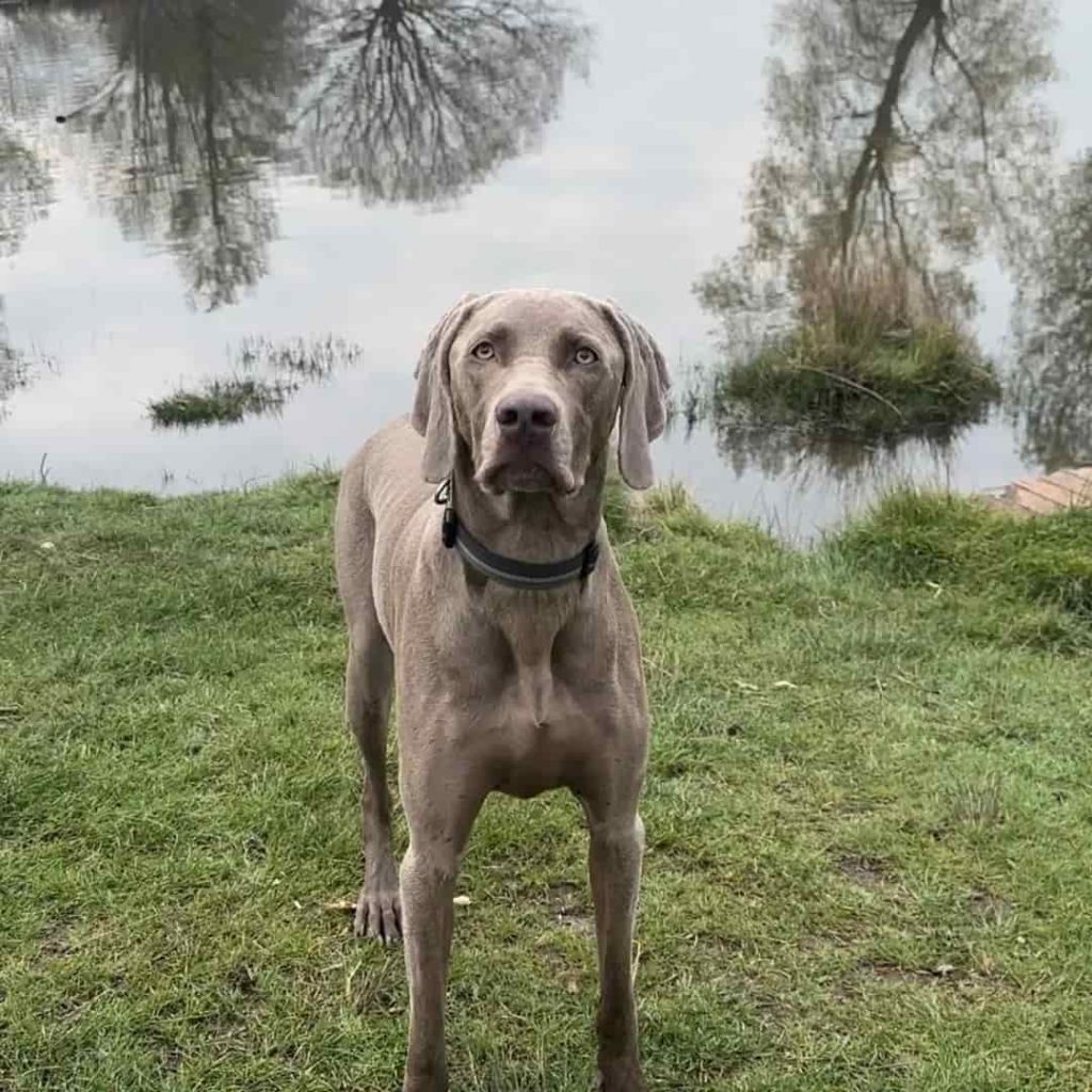 Weimaraner Dog Breed Prone to Bloat (GDV)