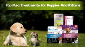 Best Flea Treatments for Puppies & Kittens | Safe Options