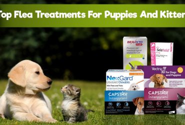 Best Flea Treatments for Puppies & Kittens | Safe Options