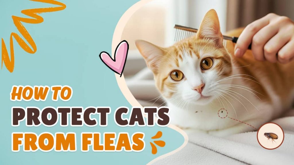 How to Protect Cats from Fleas: Easy Prevention & Treatment Tips