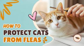 How to Protect Cats from Fleas: Easy Prevention & Treatment Tips