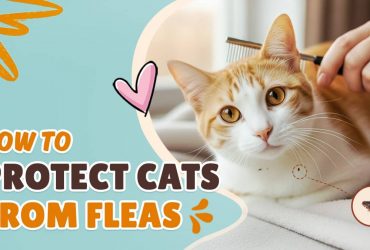 How to Protect Cats from Fleas: Easy Prevention & Treatment Tips