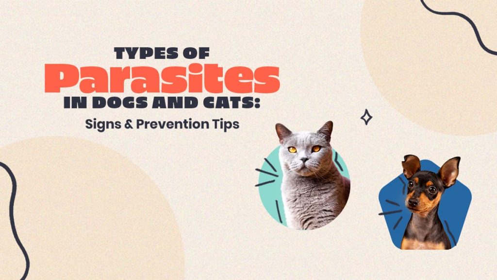 Types of Parasites in Dogs and Cats: Symptoms & Prevention Tips