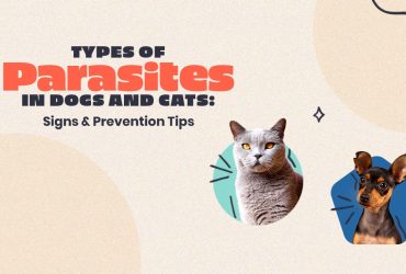 Types of Parasites in Dogs and Cats: Symptoms & Prevention Tips