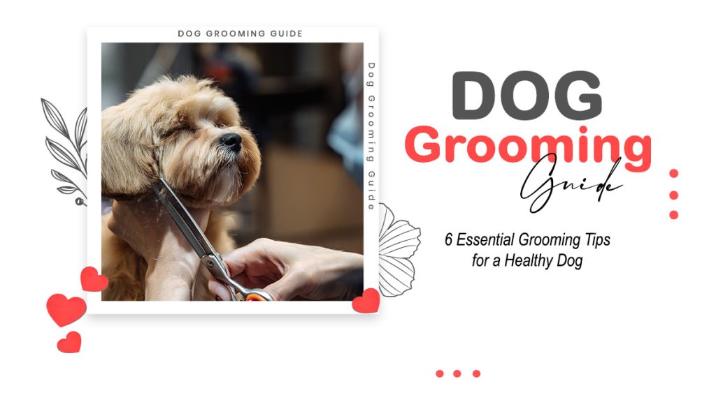 Dog Grooming Guide: 6 Essential Tips for a Healthy Dog
