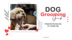 Dog Grooming Guide: 6 Essential Tips for a Healthy Dog