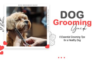 Dog Grooming Guide: 6 Essential Tips for a Healthy Dog