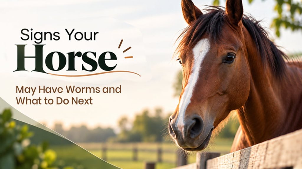 Worms in Horses: Types, Signs and What to Do Next