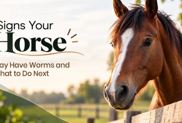 Worms in Horses: Types, Signs and What to Do Next