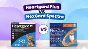 Heartgard Plus vs. NexGard Spectra for Dogs